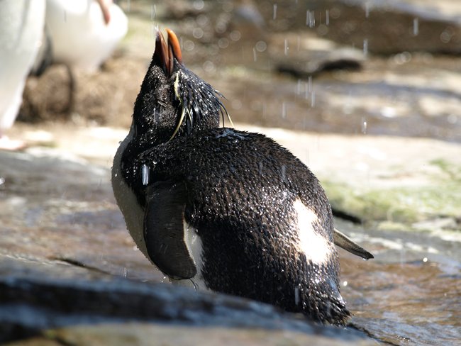 ../../Pictures/241209/073 Rockhopper.JPG